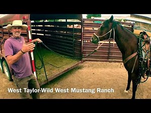 Training Horse Trailer Loading: Teaching A Nervous Horse How To Trailer Load With Calm Curiosity