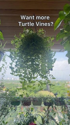 How to Propagate Turtle Vine 🌿 #turtlevine #plantstoriesbypoojaaparajita #waterpropagation