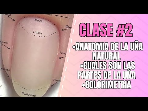 Clase #2 | Anatomía de la uña ¿Cuales son sus partes/COLORIMETRIA de la uña 😱-Curso de uñas desde 0