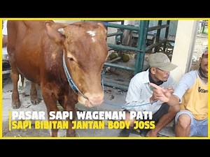 Sapi Bibitan Jantan Pasar Sapi Wage 18 April 2020