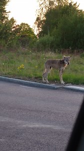 Här springer vargen fritt i Mölndal. Har du sett den? www.gp.se/1.100117997 | Göteborgs-Posten
