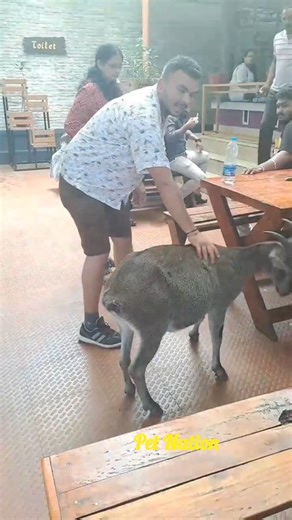 Nilgiri Tahr in eravikulam national park The Nilgiri Tahr (Nilgiritragus hylocrius, former name is Hemitragus hylocrius) is an endangered mountain ungulate endemic to the southern part of the Western Ghats. The species is found in a roughly 400 km stretch in the Western Ghats which falls in the states of Kerala and Tamil Nadu. The local distribution of the species is attributed to the animal’s preference for the habitat with grasslands with steep rocky cliff shelters. The Eravikulam National Par