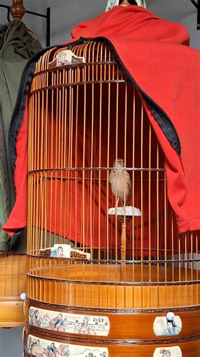 branjangan java 'Morena' #branjangan #branjanganjavanica #branjanganmania