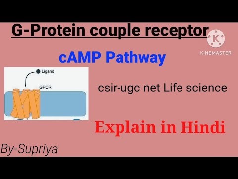 cAMP Pathway | G-protein couple receptor (GPCR) |Cell surface receptor | csir net life science