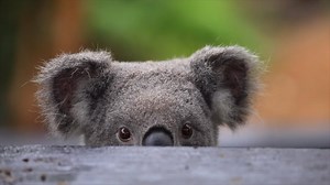 37K views · 5.6K reactions | Today is Save the Koala Day!  The aim...