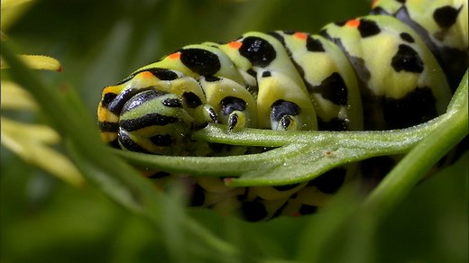 BBC Two - Wonders of Nature, Caterpillar to Butterfly - Change, How caterpillars change into butterflies (no narration)