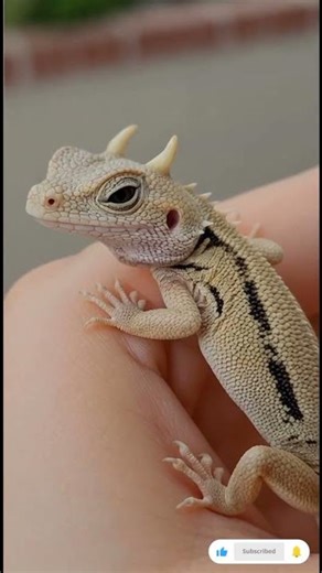 Tiny Horned Lizard on My Hand 🦎🐉✨ (USA’s Mini Dragon Toad!)