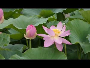 大賀ハスまつり（千葉公園） ＃大賀ハス＃オオガハス＃千葉公園＃千葉市