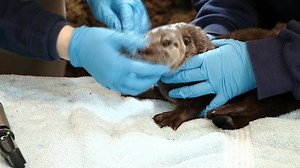 CUTE ALERT! Their mom is named Annie, their dad is named Country... and today these four North American River Otter pups made their debut at the Pittsburgh Zoo & PPG Aquarium. When you might see them: http://cbsloc.al/2tSqtb2 | KDKA-TV | CBS Pittsburgh
