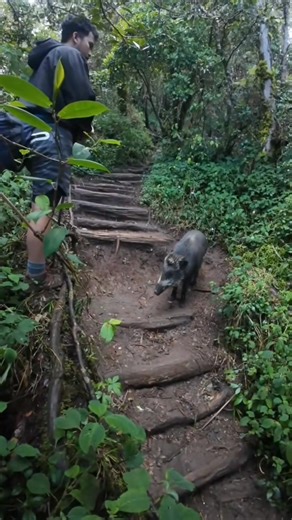 Tips bertemu babi hutan | Andre