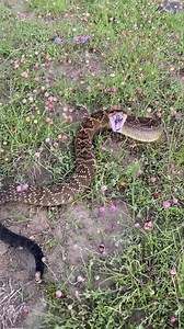 432K views · 5.1K reactions | Rattlesnakes usually use their rattle when they feel threatened. This Black-tailed rattlesnake (Crotalus molossus) thinks differently! We have never see a rattlesnake mouth gaping before! #snakes #venomouscreatures #snakevideo #rattlesnake #rattler #pitviper #reptilelove #reptilekingdom #amazingsnakes #crotalus #snakefacts | Living Zoology | Facebook