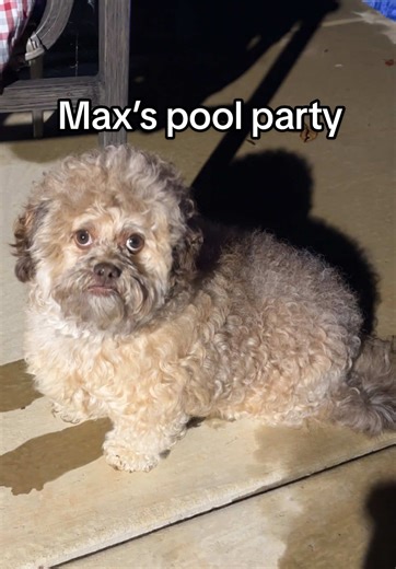 Max’s Pool Party Reaction: Did He Enjoy It?