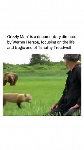 Genzlaboratory • Culture for Curious Minds on Instagram: "Grizzly Man (2005) is a haunting and deeply human documentary directed by Werner Herzog, chronicling the life and tragic death of Timothy Treadwell—a passionate environmentalist who spent 13 summers living among grizzly bears in Alaska’s Katmai National Park. Treadwell believed he had a special bond with the bears, often getting dangerously close to them in an effort to protect and understand them. But in 2003, he and his girlfriend Amie