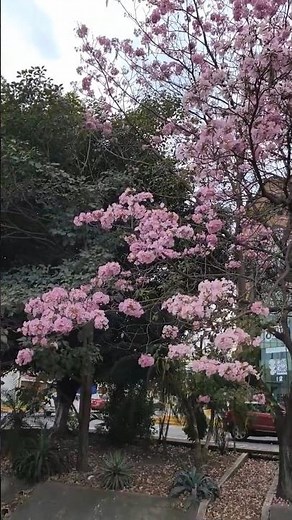 Amapas trees with pink flowers #plants #garden #flowers #Mexico #sakura #trees #plants #flowers