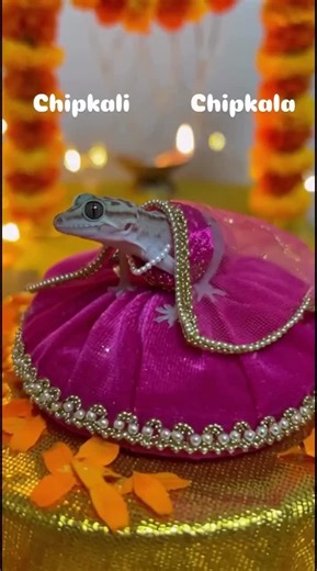 Shadi Insight: Ana Hn