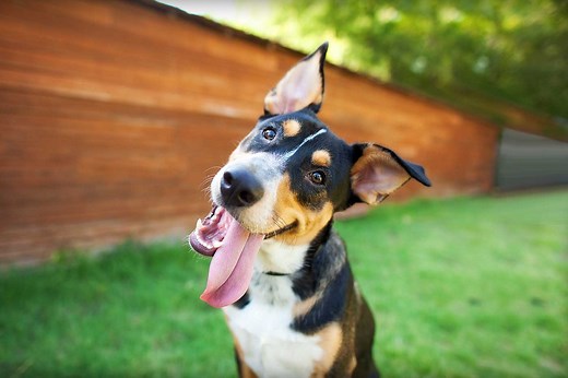 In-Home Dog Training