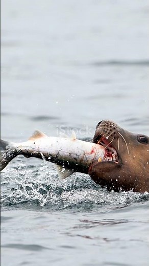 Fishy Diet: What Seals Really Eat!