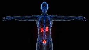 Human Urinary System Kidneys Bladder Anatomy Stock Footage Video (100% Royalty-free) 3757646731 | Shutterstock