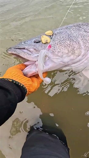 Big Murray Cod on TT Tornado+ Spinnerbait! #fishing #shorts #murraycod #spinnerbait #lurefishing