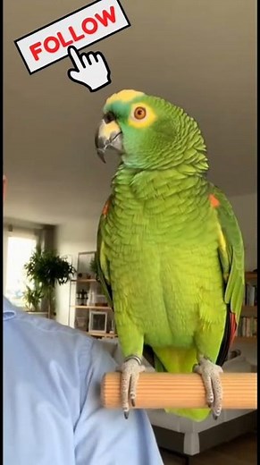 When your pet argues better than you... 😂🦜