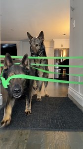 501K views · 19K reactions | German Shepherds vs Tape Wall 藍 #dog #dogs #funny #funnydog #germansheperd #tapechallenge #funnydogvideos | Jade the Sable GSD | Facebook