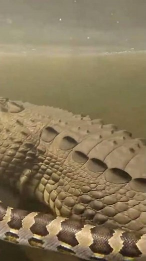 Python vs Crocodile: Epic Underwater Battle