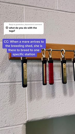 Stallion Breeding Season: Understanding the Process