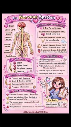 Human Nervous System Explained | CNS & PNS Easy Notes