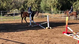 39 reactions | Aladin and Franky practicing for Route 101 Hunter/Jumper competition - next weekend, if the rain stays away!!! #LTHAladin #RightHorse Aladin is available for adoption.  | Love this Horse, Equine Rescue Inc. | Facebook