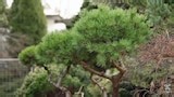 Cool as a Conifer - Gardening Australia