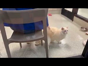 LIVE! from the Houston SPCA Adoption Center - June 2, 2023