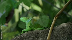 Immature Green Basilisk ( Basiliscus plumifrons) also called commonly the green basilisk, the double crested basilisk, or the Jesus Christ lizard