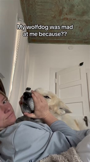 Anyone else have a confusing dog that wants love? Doesn’t want love? It’s so complicated. #dogtraining #dogbehaviormodification #growlingdog #wolfdog | Wolf Lover