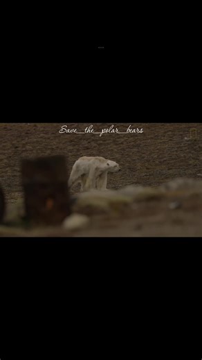 Save the Polar Bears from Endangerment