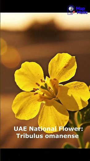 UAE National Flower Tribulus Omanense 🌼🇦🇪 | Desert Beauty | National Flower Series by MapMatic