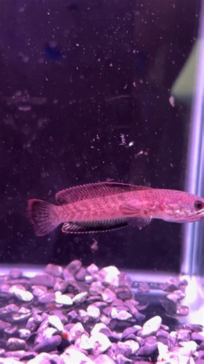 Discover Limbata Red Fin Fish: Care and Feeding Tips