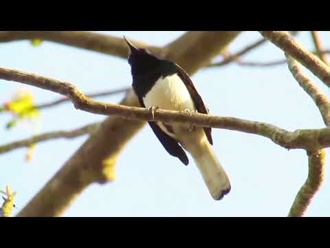 The Singing Mimic of Asia: Magpie Robin Magic