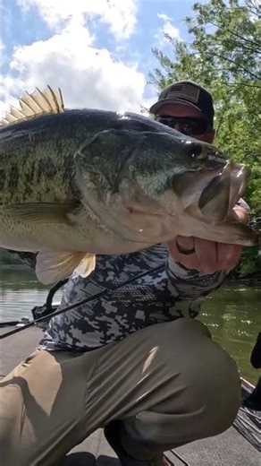 🎣 Shallow Water Giant Bass!! 🎣