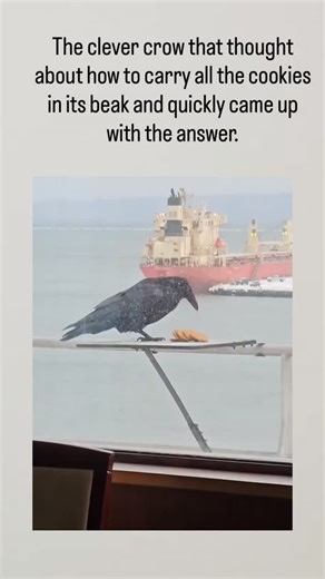 Mex on Instagram: "- This X post shares a video of a crow methodically stacking multiple cookies in its beak on a snowy seaside railing, demonstrating quick adaptation to carry all items without dropping any. - Corvids, including crows, exhibit problem-solving skills rivaling primates; a 2018 meta-analysis in Royal Society Open Science reviewed 32 experiments confirming their causal reasoning in novel tasks like tool use. - Replies reference Aesop’s fable of a thirsty crow stacking pebbles succe