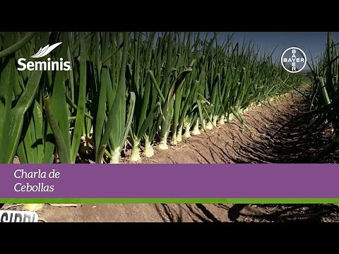 Entrenamiento Digital Seminis - Cultivo de Cebollas