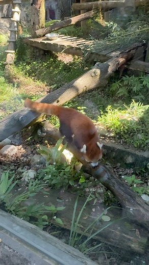 Red panda in taipei zoo 🇹🇼😁#foto #foryoupage #ofwlife #insta360 | Kim Jan