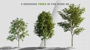 3 Growing Trees In The Wind | After Effects Template
