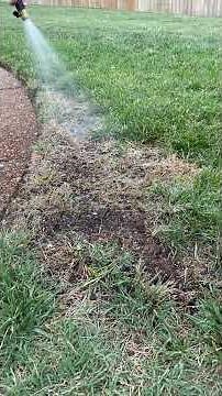 Best way to fix a patch of dead grass #grass #lawn #yard #lawncare #landscape