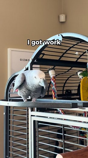 Rate My Poopie Song by Gizmo the Talking Parrot