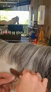 140K views · 550 reactions | Can the Pro Levelling Knife be used left handed? This is one of the most frequent questions we get here at Smart Grooming HQ and the answer is YES! The Pro Levelling Kinfe works just the same both left and right handed as demonstrated in the video below 朗 Shop the Pro Knife here - https://smartgrooming.com/collections/trimming-tools/products/pro-thinning-knife | Smart Grooming | Facebook