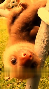 The world's slowest monkey | Facts by M