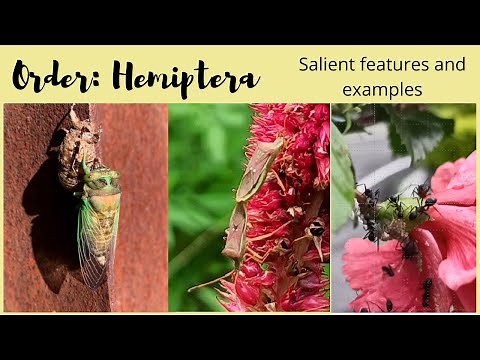 Order Hemiptera - Salient Features and Examples