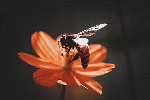 11 Wasp Spiritual Meanings: Wasp Nest in The House (Updated)