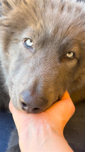 @my_blue_wolf_ on Instagram: "River has always had beautiful eyes. It’s like falling into two beautiful oceans. Wolves have blue eyes as babies which then mature into yellow, amber or green. River’s eyes are like a ghostly green yellow now he’s one years old but still looks blue on camera. River is a wolfdog and wolfdogs usually start blue like wolves unless they’ve are born with husky blue eyes (from husky dna) which looks very different, like a solid blue rather than soft. These wolfdogs can c