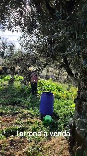#casegas #portugal land for sale in Casegas this is mine very beautiful